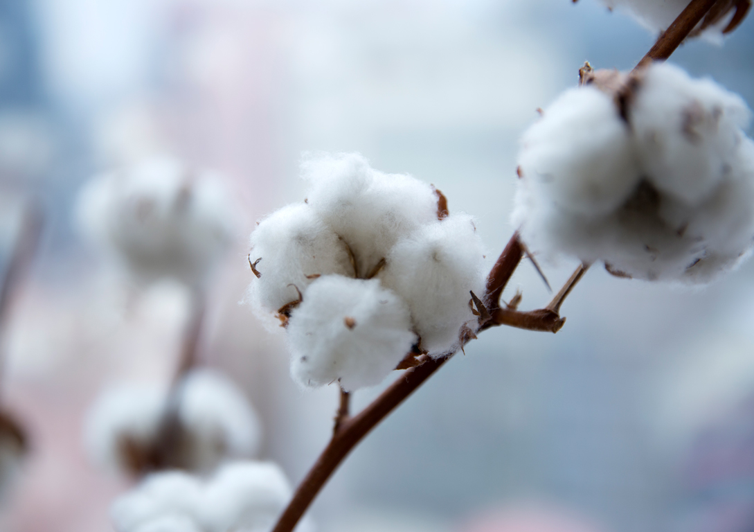 cotton growing